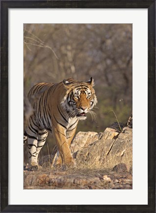 Framed Royal Bengal Tiger On The Move, Ranthambhor National Park, India Print