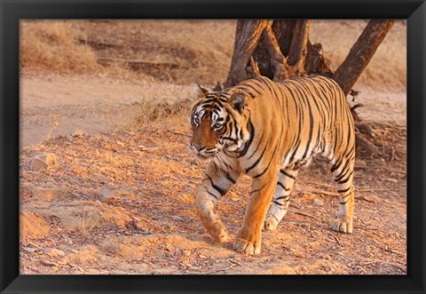 Framed Royal Bengal Tiger, India Print