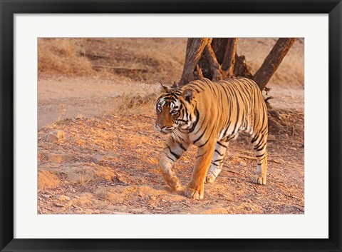 Framed Royal Bengal Tiger, India Print
