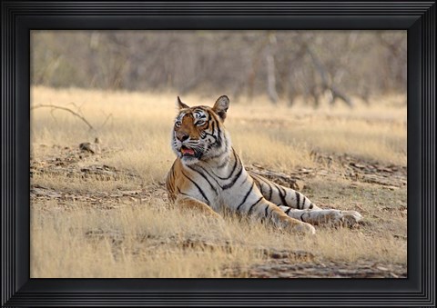 Framed Royal Bengal Tiger resting, India Print