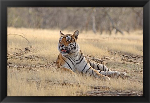 Framed Royal Bengal Tiger resting, India Print