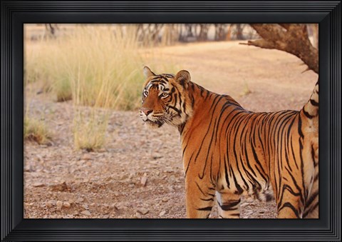 Framed Royal Bengal Tiger, Ranthambhor National Park, India Print