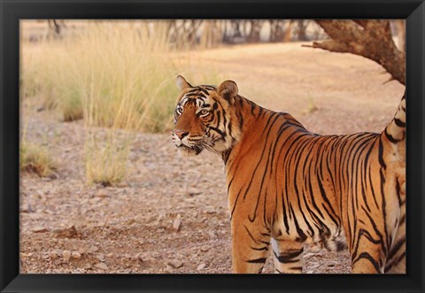 Framed Royal Bengal Tiger, Ranthambhor National Park, India Print