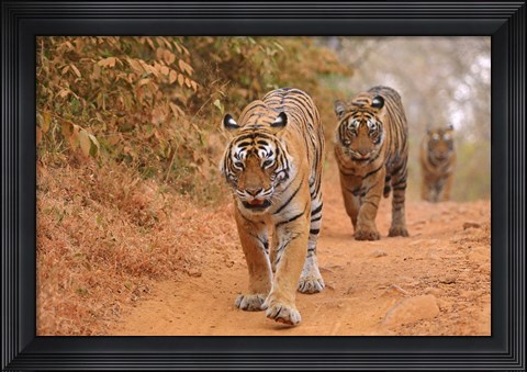 Framed Royal Bengal Tigers Along the Track, Ranthambhor National Park, India Print