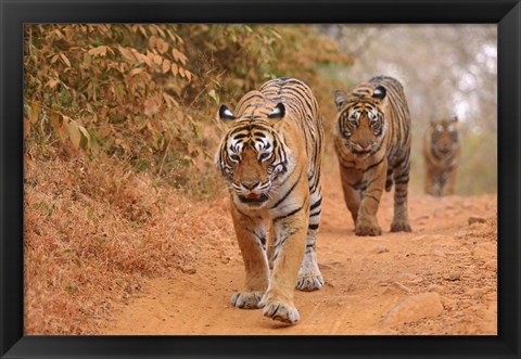 Framed Royal Bengal Tigers Along the Track, Ranthambhor National Park, India Print