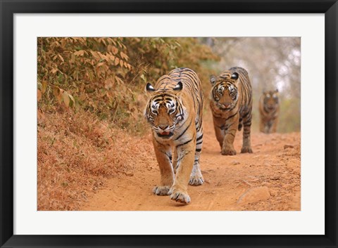Framed Royal Bengal Tigers Along the Track, Ranthambhor National Park, India Print
