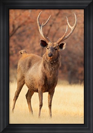 Framed Sambar Stag in Dry Grassland, Ranthambhor National Park, India Print