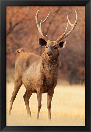 Framed Sambar Stag in Dry Grassland, Ranthambhor National Park, India Print