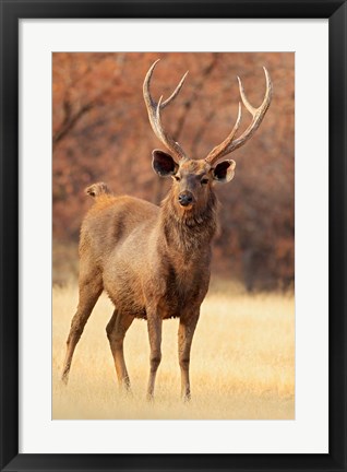 Framed Sambar Stag in Dry Grassland, Ranthambhor National Park, India Print