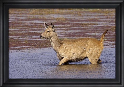 Framed Sambar wildlife, lake, Ranthambhor NP, India Print