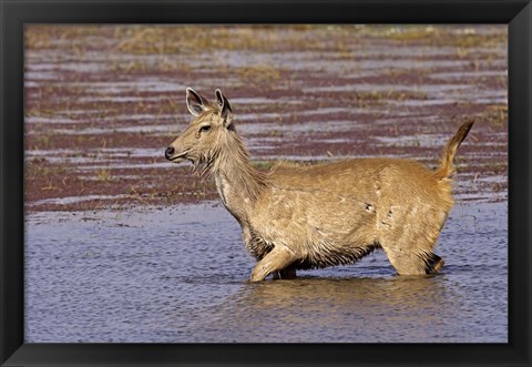 Framed Sambar wildlife, lake, Ranthambhor NP, India Print