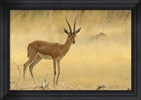 Framed Chinkara, Ranthambhor National Park, India Print