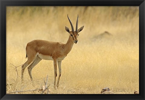 Framed Chinkara, Ranthambhor National Park, India Print