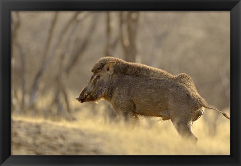Framed Wild Boar, Ranthambhor National Park, India Print