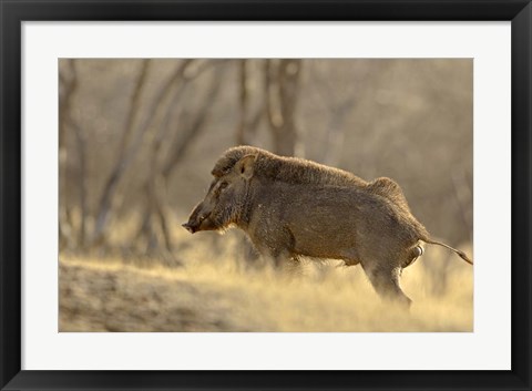 Framed Wild Boar, Ranthambhor National Park, India Print
