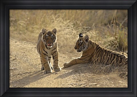 Framed Young Royal Bengal Tiger, Ranthambhor National Park, India Print