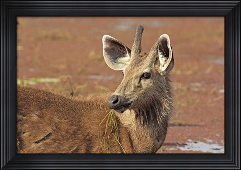 Framed Young Sambar stag, Ranthambhor National Park, India Print