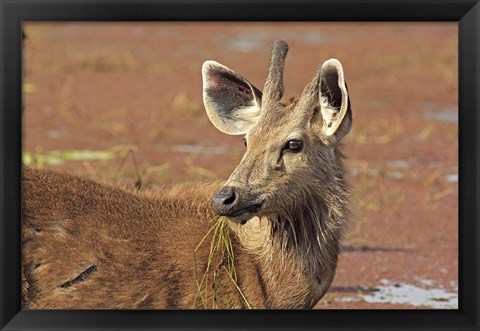 Framed Young Sambar stag, Ranthambhor National Park, India Print