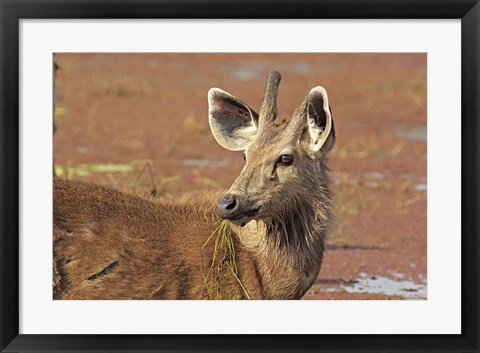 Framed Young Sambar stag, Ranthambhor National Park, India Print