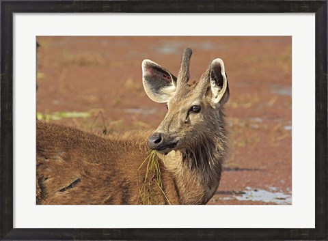 Framed Young Sambar stag, Ranthambhor National Park, India Print