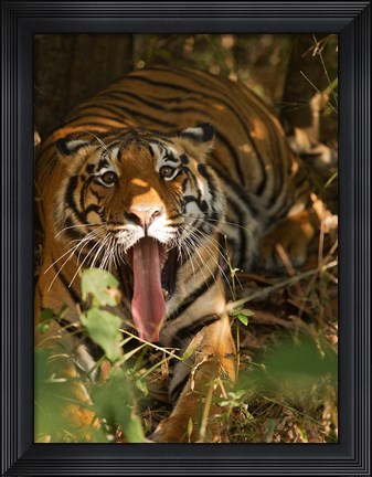 Framed Bengal Tiger, Madhya Pradesh, Bandhavgarh, India Print
