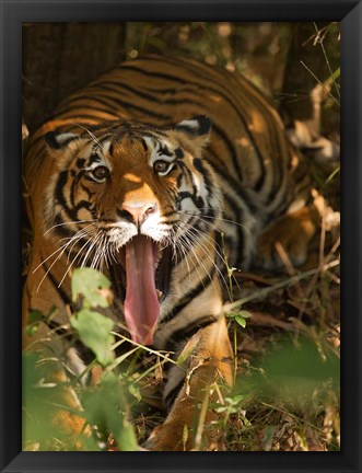 Framed Bengal Tiger, Madhya Pradesh, Bandhavgarh, India Print