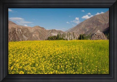 Framed Mustard flowers and mountains in Alchi, Ladakh, India Print