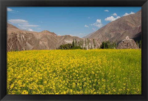 Framed Mustard flowers and mountains in Alchi, Ladakh, India Print