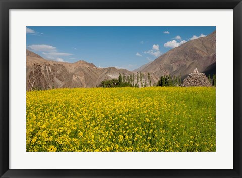 Framed Mustard flowers and mountains in Alchi, Ladakh, India Print