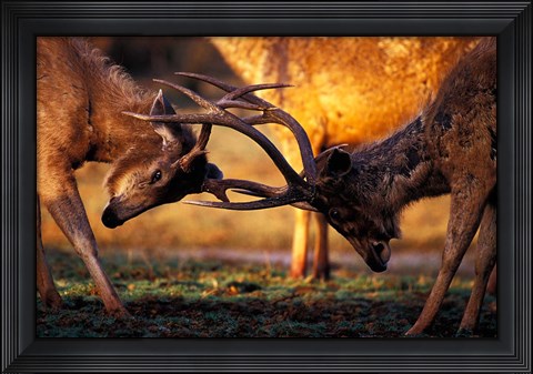 Framed Barasingha, Khana National Park, India Print