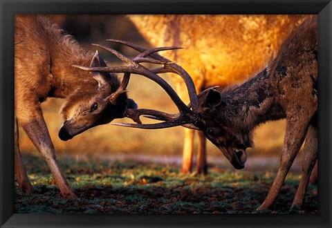 Framed Barasingha, Khana National Park, India Print