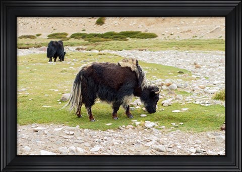 Framed India, Jammu and Kashmir, Ladakh, yaks eating grass on a dry creek bed Print
