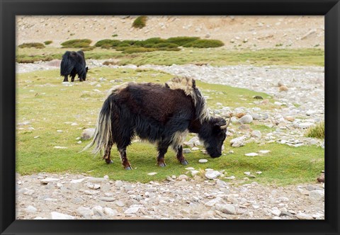 Framed India, Jammu and Kashmir, Ladakh, yaks eating grass on a dry creek bed Print