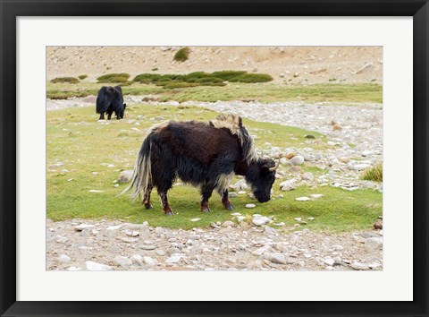 Framed India, Jammu and Kashmir, Ladakh, yaks eating grass on a dry creek bed Print