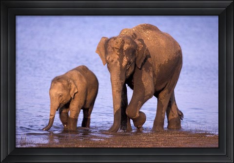 Framed Pair of Asian Elephants, Nagarhole National Park, India Print