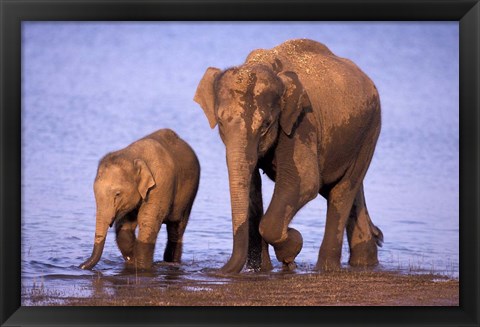 Framed Pair of Asian Elephants, Nagarhole National Park, India Print