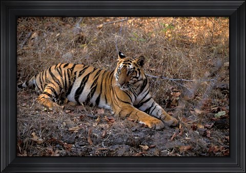 Framed Tiger in Ranthambore National Park, India Print