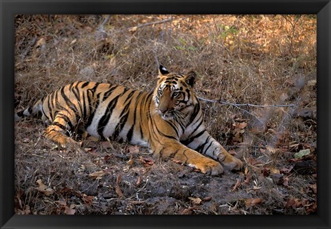 Framed Tiger in Ranthambore National Park, India Print