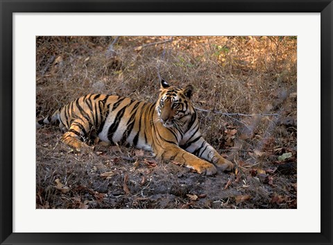 Framed Tiger in Ranthambore National Park, India Print