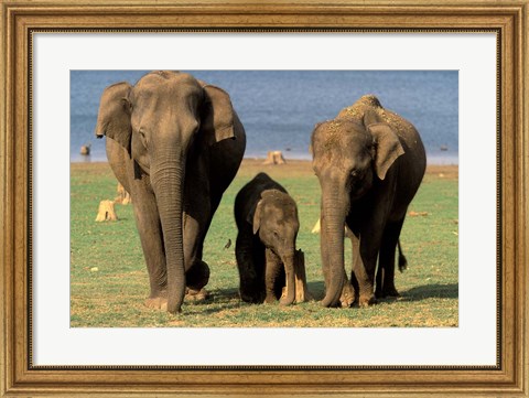 Framed Asian Elephant Family, Nagarhole National Park, India Print