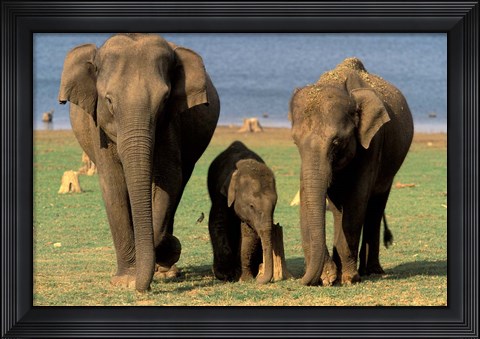Framed Asian Elephant Family, Nagarhole National Park, India Print