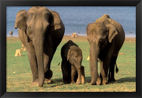 Framed Asian Elephant Family, Nagarhole National Park, India Print