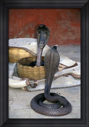 Framed Snake Charming, Oris, India Print