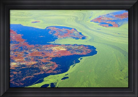 Framed Algae on the water, Indhar Lake, Udaipur, Rajasthan, India Print