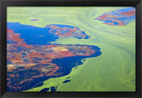 Framed Algae on the water, Indhar Lake, Udaipur, Rajasthan, India Print