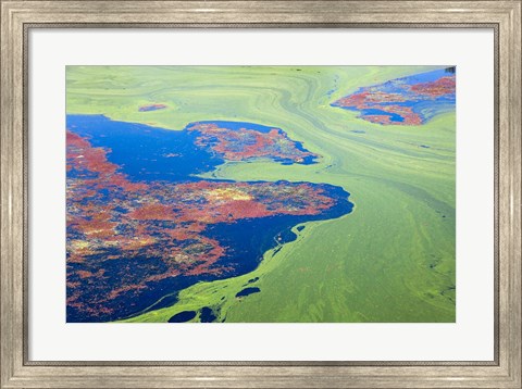 Framed Algae on the water, Indhar Lake, Udaipur, Rajasthan, India Print