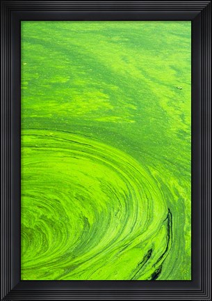 Framed Algae on water, Indhar Lake, Udaipur, Rajasthan, India Print