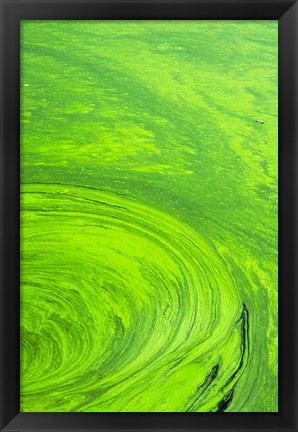 Framed Algae on water, Indhar Lake, Udaipur, Rajasthan, India Print