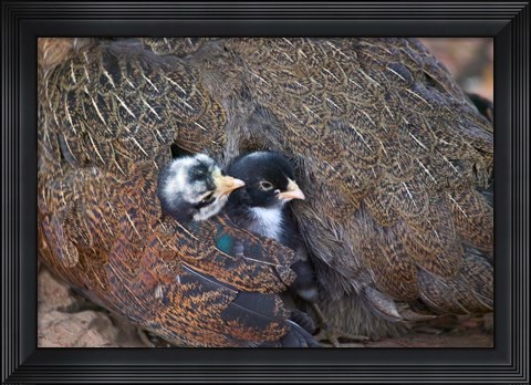 Framed Mother hen guarding two little chicks, Orissa, India Print