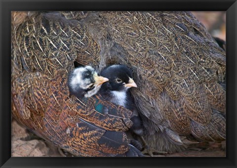 Framed Mother hen guarding two little chicks, Orissa, India Print